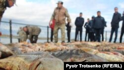 Изъятие незаконно выловленной в реке Урал рыбы. Иллюстративное фото.