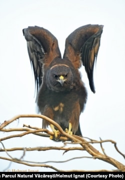 În parc pot fi văzute bufnițe, lebăde de vară, chirighițe cu obraz alb, pițigoi, rațe, stârci, corcodei, cormorani, egrete, ereți, pescăruși etc.