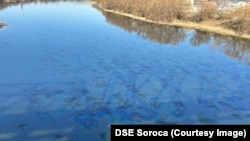 Pată de ulei pe râul Nistru în apropiere de Soroca, 11 martie 2026
