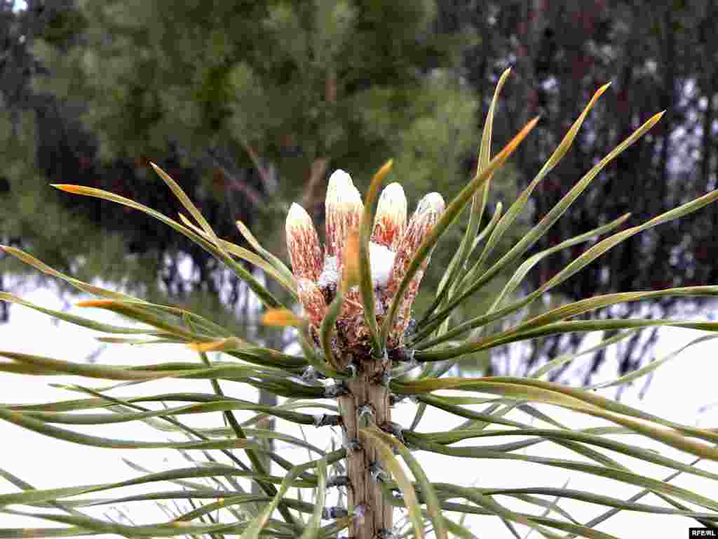 Бөреләр энәләр арасыннан кояшка үрмәли - 2. - Бөреләр энәләр арасыннан кояшка үрмәли - 1.