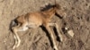 Погибший двухмесячный жеребенок, Мангистауская область, 17 июля 2021 года