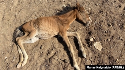 Кунилингус онлайн