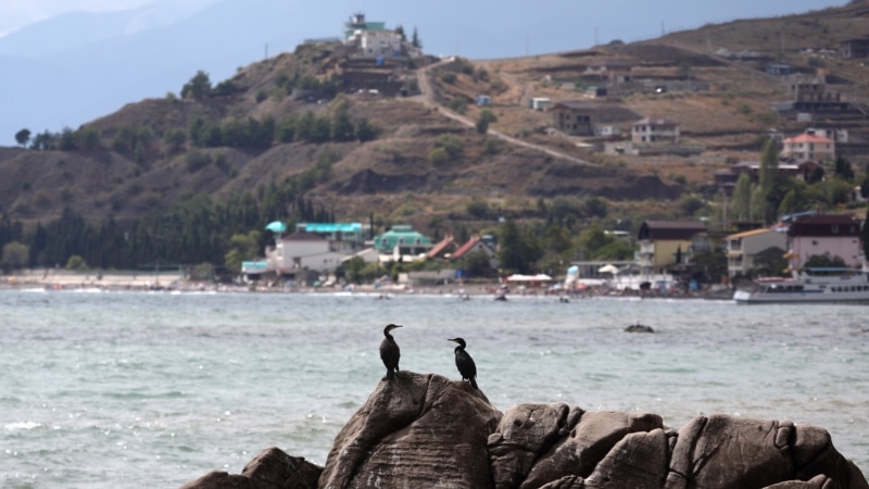 Бакланы у Сырных скал | Крымское фото дня