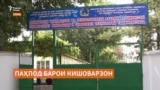 Дар Кӯлоб донишҷӯён барои кишоварзон паҳпод месозанд