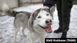 Собака в приюте для бездомных животных. Красноярск. (Архив)