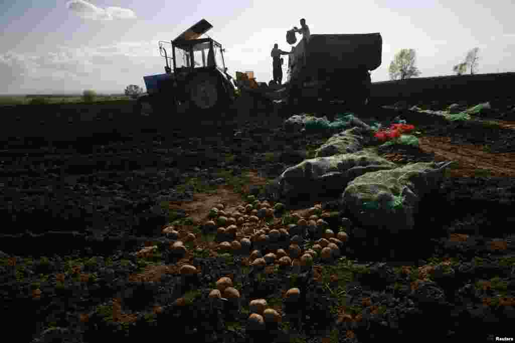 Inmates load potatoes into a seeder.