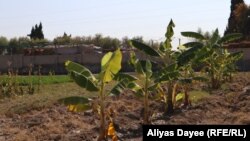 د هلمند د هوا سره د کېلې ونې توافق کوي.

