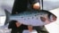 U.Econun məqalələr toplusu - "How to Travel with a Salmon" kitabının üzü