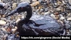 Птица, пострадавшая от загрязнения Черного моря мазутом из российских танкеров, 3 января 2025 года