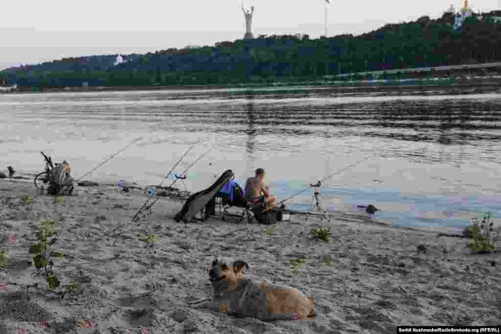 Безпритульний пес на березі Дніпра