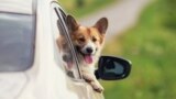 Tatarstan -- funny dog on the road while travelling, undated