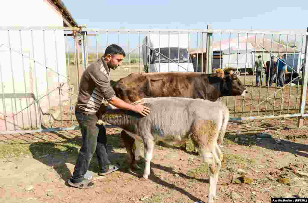 "Öz heyvanını satmaq üçün onu əzizləyib müştəriyə tərif etməlisən, verdiyi südün çoxluğunu bildirməlisən", deyir Hafiz. 