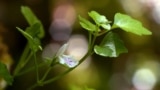 Petrolamium crnojevicii, Orašani, Cetinje, Crna Gora