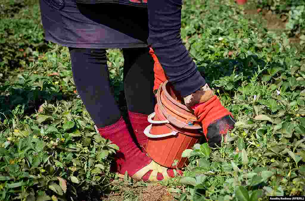 Клубника собирается в посуду и отправляется на продажу. Иначе продукт теряет свежесть. 