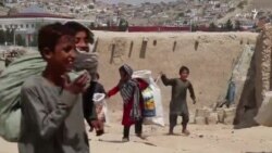 بېکوره شوي کډوال په کثافاتو کې خواړه لټوي