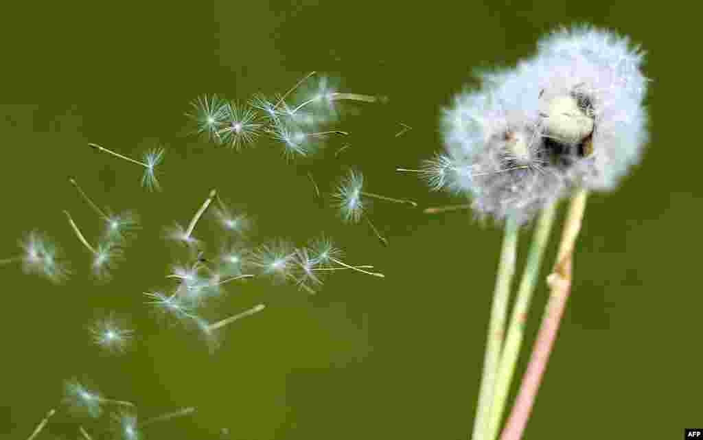 Dandelion seeds blow in the wind in Godewaersvelde, in northern France, as warmer weather throughout Europe marked a return of allergenic pollen. (AFP/Philippe Huguen)