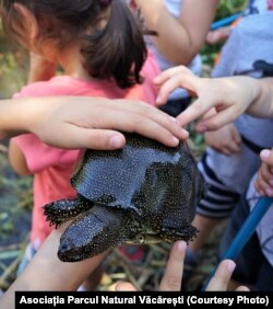 Datorită Parcului Natural Văcărești, bucureștenii nu trebuie să iasă din oraș pentru a vedea specii inedite de faună și floră.