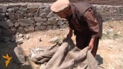 څلورتنو انسان تښتونکو پر یو درې کلن ماشوم جنسي تیری وکړ او وروسته یې په بي رحمۍ سره وواژه