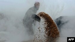 یک کشاورز برنج در ولایت ننگرهار
