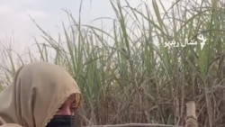 شازیه وايي خپله هم کرونده کوي او نورې ښځې یې هم هڅولې دي