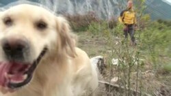 Швейцарія: в горах людей рятують собаки