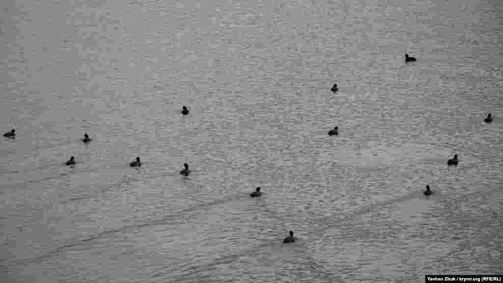 По воде чертят траектории дикие утки