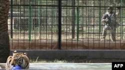 A U.S. soldier watches over a Bengal tiger in Baghdad's zoo that was donated by a U.S. conservation group.