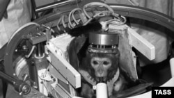 Soviet monkey Dryoma went up into space in September 1987, before being presented to Cuban leader Fidel Castro.