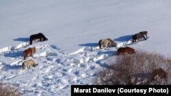 Жумгал районунан тартылган сүрөт.
