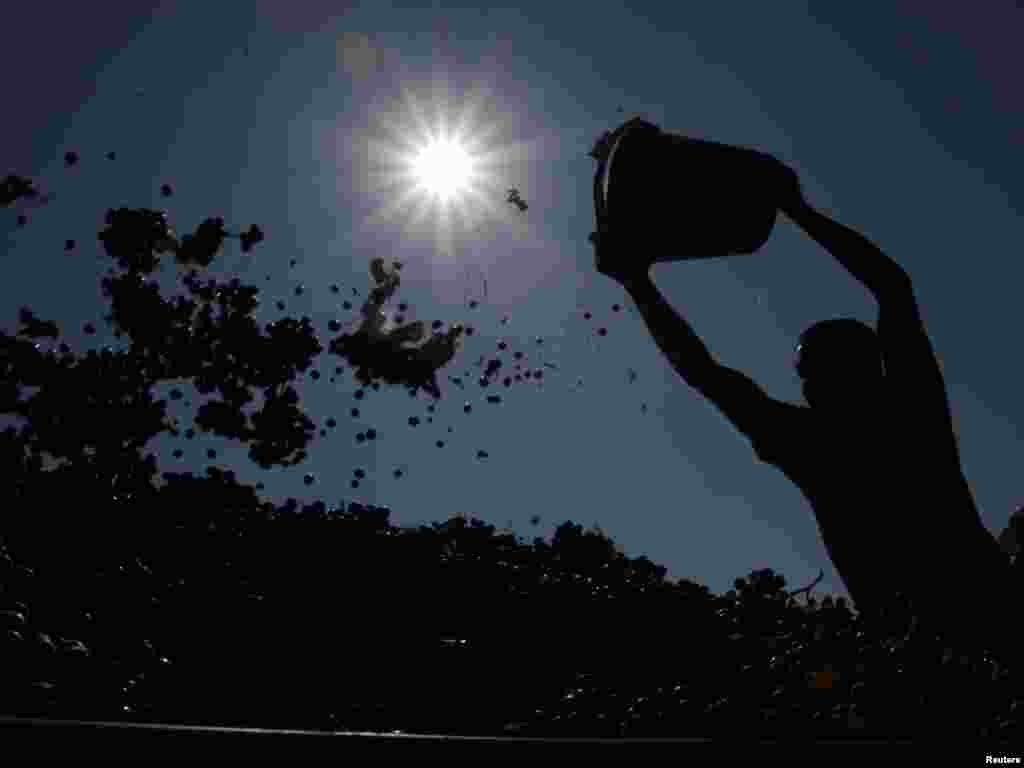 Gruzija - Berba grožđa, 14.09.2011. Foto: Reuters / David Mdzinarishvili 