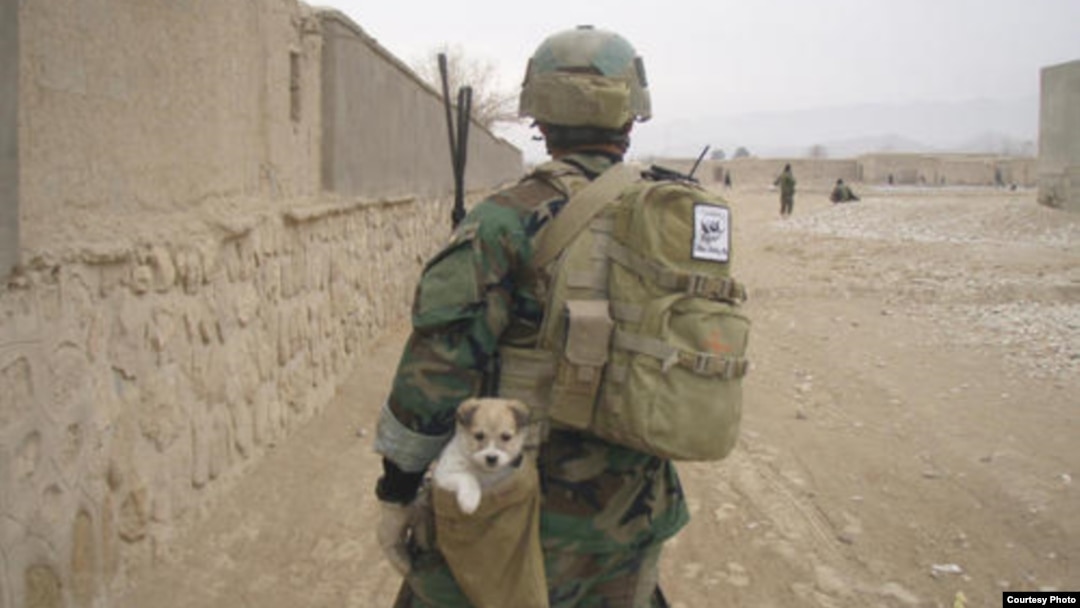 Tackling Afghan Animal Welfare One Dog At A Time