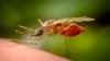În 2025 au apărut focare de infecție cu virusul chikungunya în multe zone europene „neatinse” în trecut.