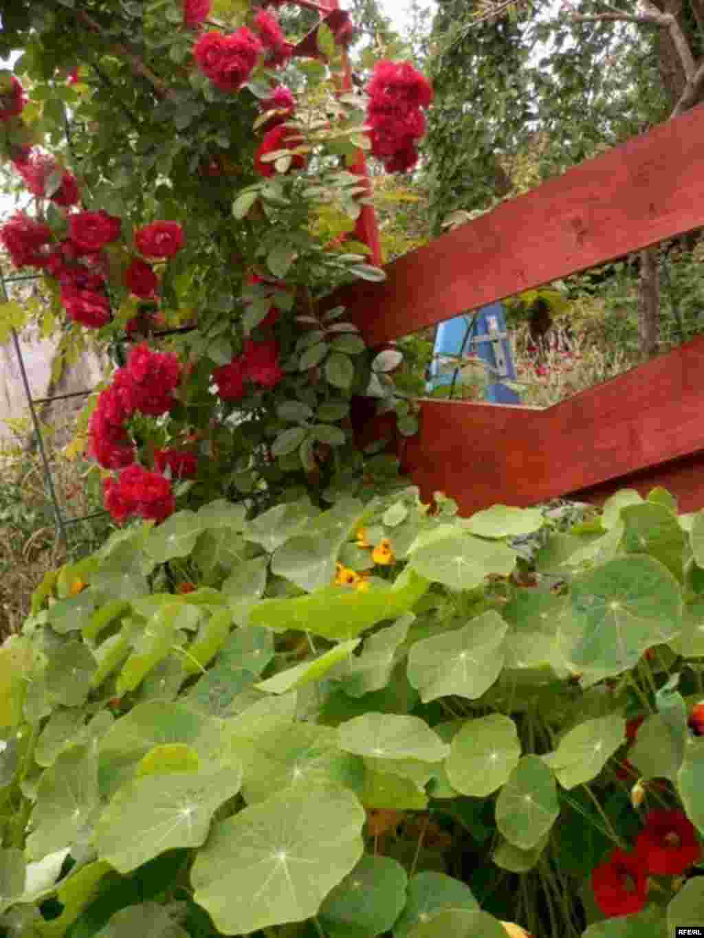 Барви літа (фото Зиновія Фриса) #29