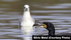 Cormoran și pescăruș în Delta Dunării, România.