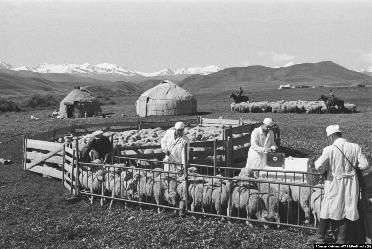 Tor s ovcama na zadružnom dobru u sovjetskom Kirgistanu 1973.