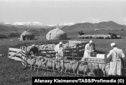 A corral of sheep at a collective farm in Soviet Kyrgyzstan in 1973.