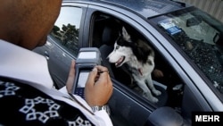 Полицейский в Иране выписывает штраф за перевозку собаки в автомобиле