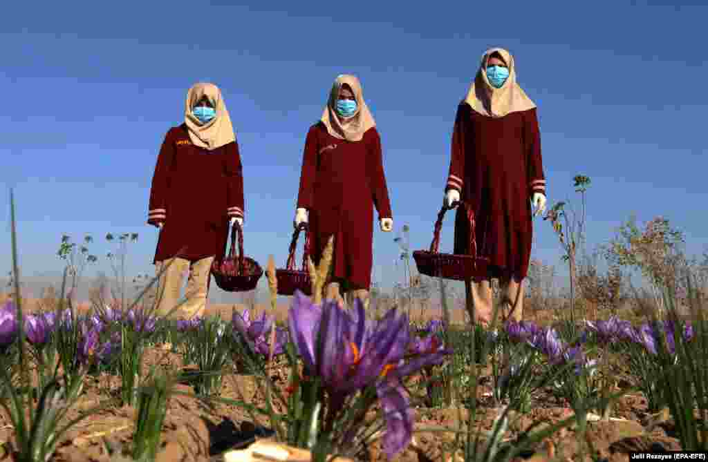 Afghan women pick saffron flowers in the Karukh district of Herat. Saffron is seen as an alternative to poppy cultivation. (epa-EFE/Jalil Rezayee)