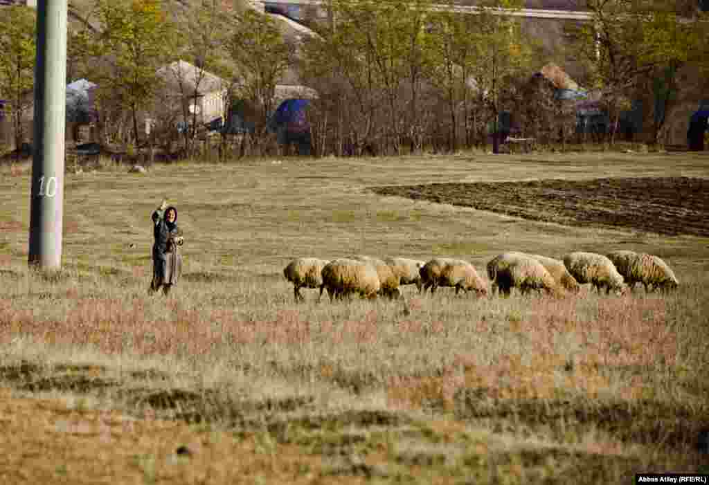 Novasaratovka kəndinin ətraf örüşlərində qoyun otaran qadın.
