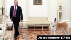 Русия президенты Владимир Путин Мәскәү Кремлендә Юмэ кушаматлы эте белән, 13 декабрь 2016