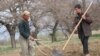 Farmers in Parwan Province prepare a field for crops. Farmers across Afghanistan are worried that an unfolding drought will ruin their livelihoods.