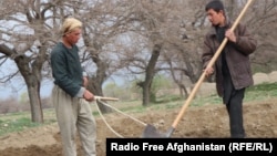 ارشیف: د افغانستان یو بزګر