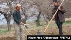 افغان کروندګر د وچکالۍ له امله اندېښمن دي