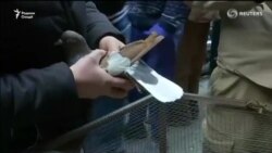 Сайре ба бозори паррандаи Кобул