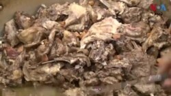 د بلوچستان مالګین روش