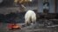 RUSSIA -- A stray polar bear is seen in the industrial city of Norilsk, June 17