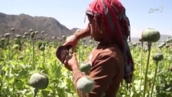 افغانستان و افزایش تولید مواد مخدر در دوران کرونا