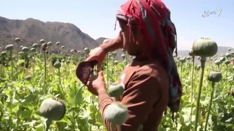 افغانستان و افزایش تولید مواد مخدر در دوران کرونا