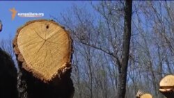 Расхитители лесов