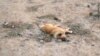 Turkmenistan. In Ashgabat homeless dogs are being poisened. Azatlyk received same reports from other provines as well . a death dog
